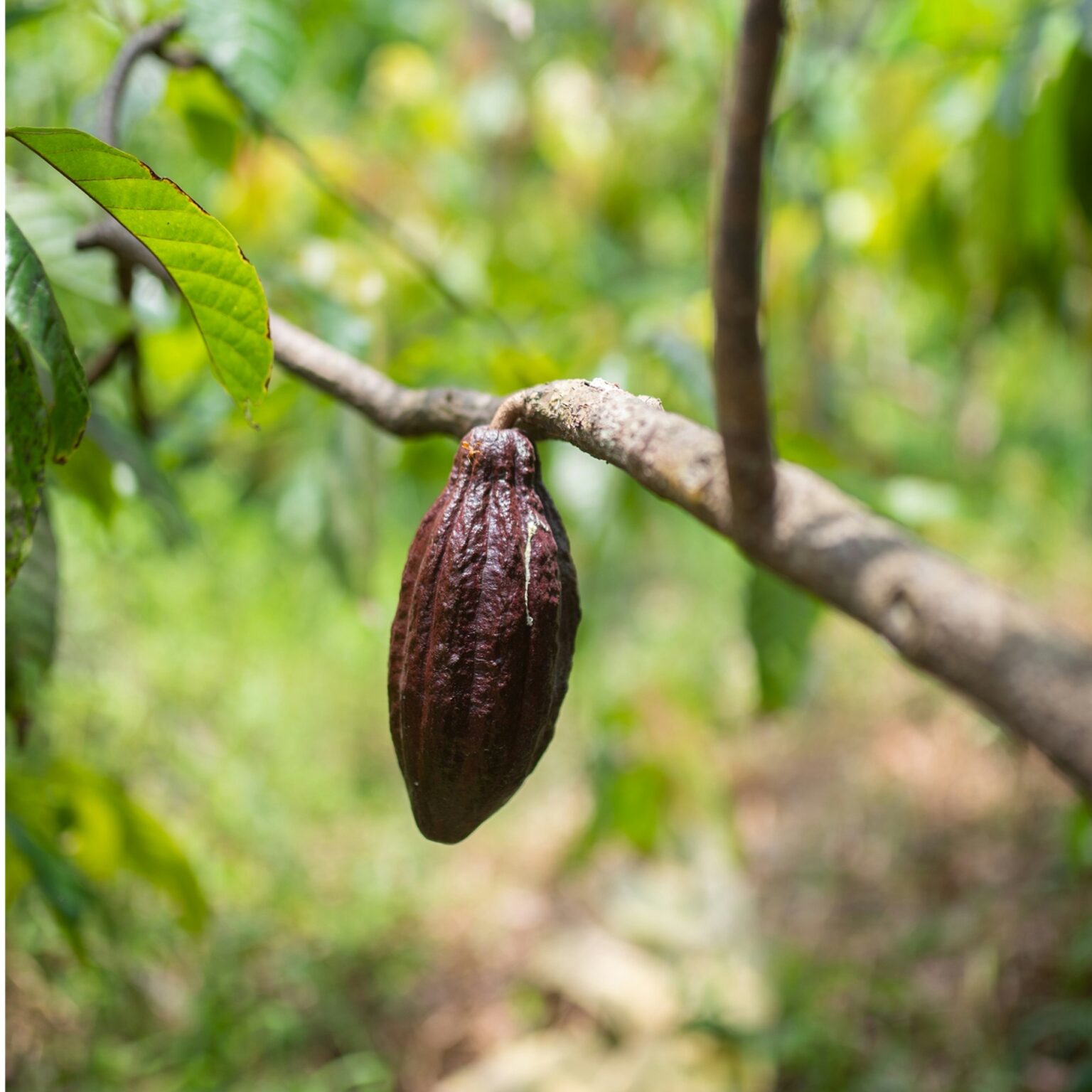 La siccità in Africa occidentale fa salire il prezzo del cacao