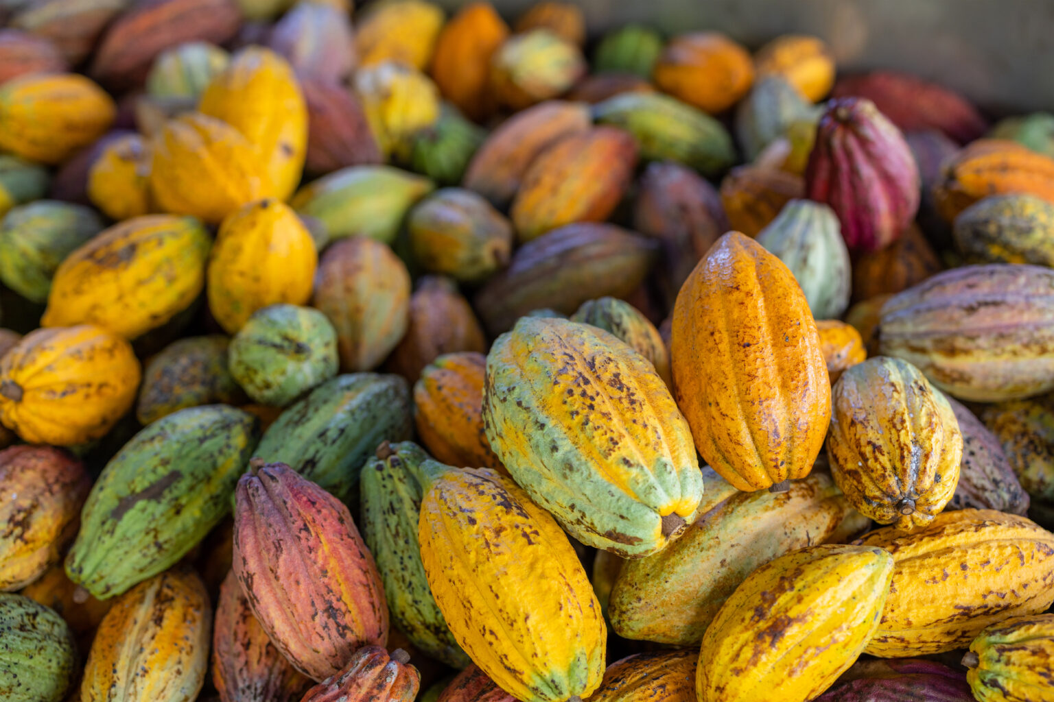 Report sul cacao sotto la lente: si cercano nuovi modelli statistici