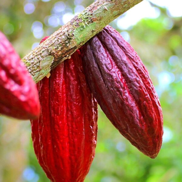 In Costa d’Avorio le precipitazioni insufficienti minacciano il raccolto intermedio di cacao