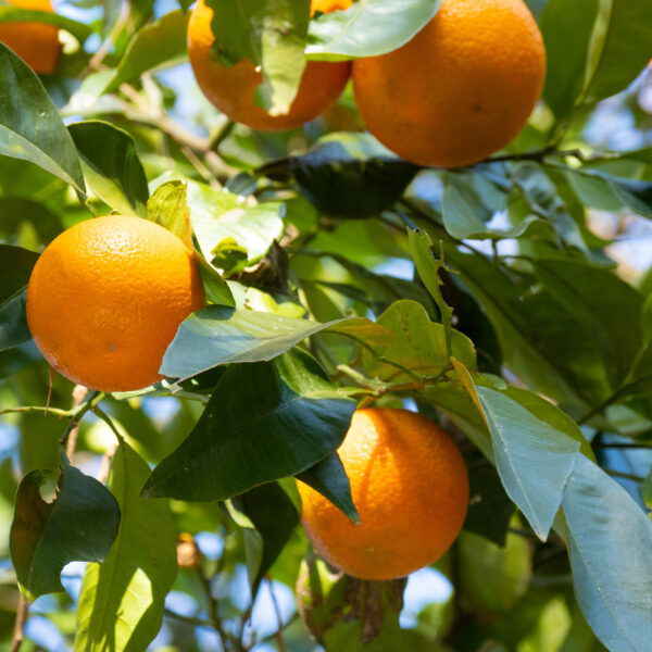 Gli Stati Uniti investono 23 milioni di dollari nella ricerca contro il citrus greening