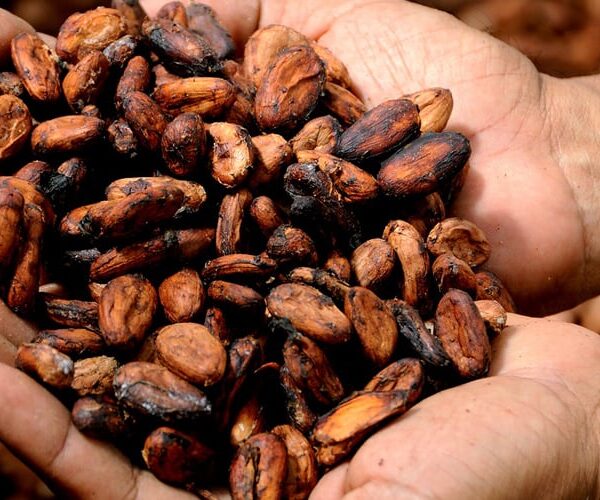 Il rapporto dell’ECA sull’uso del cacao in Europa segnala un mercato stabile