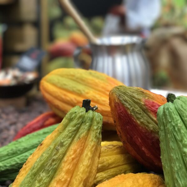 Standardizzazione dei dati ambientali: una svolta per la sostenibilità del cacao