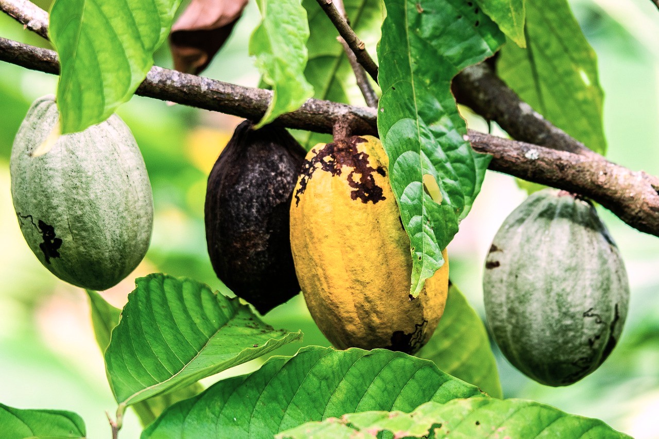 Il governo del Ghana annuncia l’acquisizione di 200.000 ettari di terreno per il cacao