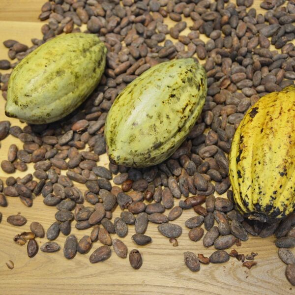 Prezzi del cacao in calo per le buone previsioni sulla pioggia e le scorte in aumento
