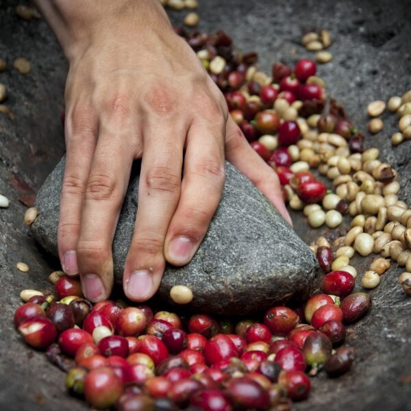 Caffè: fortune opposte per Brasile e Colombia nella raccolta