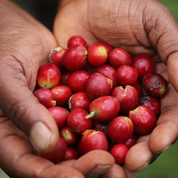 Brasile e Vietnam dominano le esportazioni di caffè in Europa, l’Africa orientale emerge