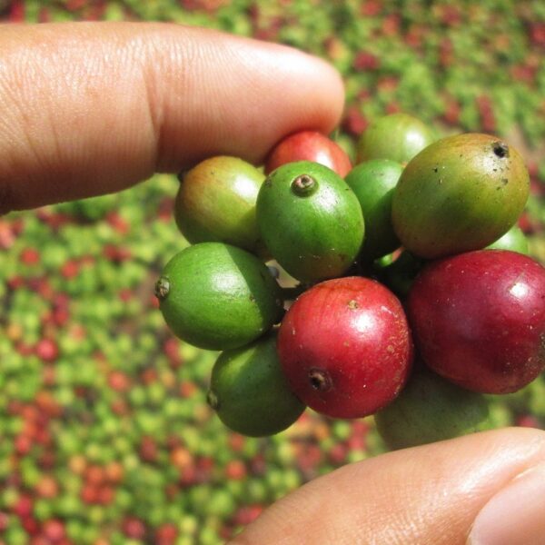 Il fatturato del caffè per il 2025 potrebbe raggiungere un record nella storia del Brasile