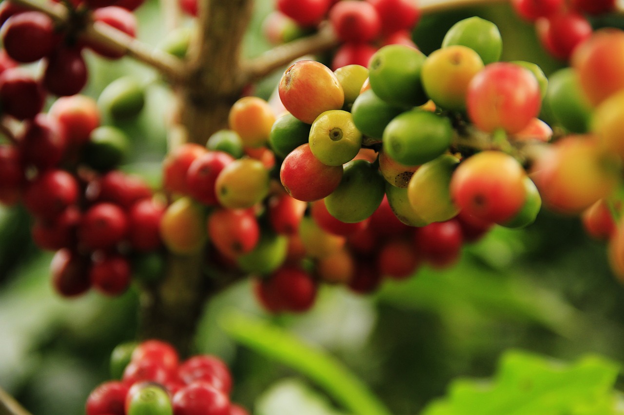 Produzione mondiale di caffè stimata in 174,9 milioni di sacchi