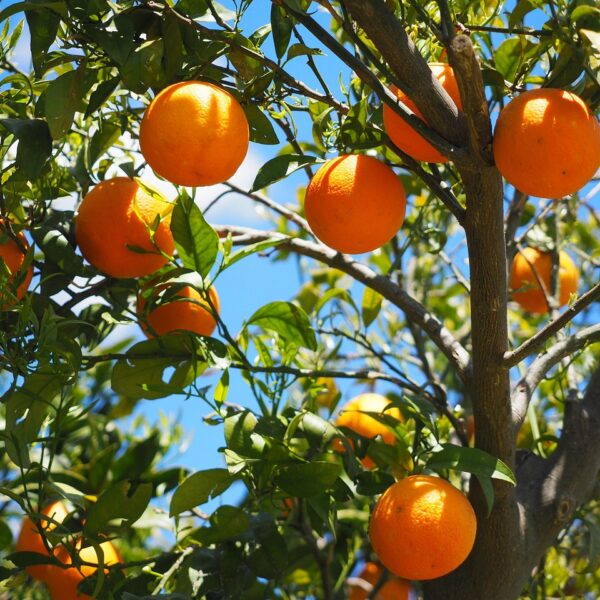 In Spagna un impianto fotovoltaico mette a rischio 126.000 alberi di agrumi