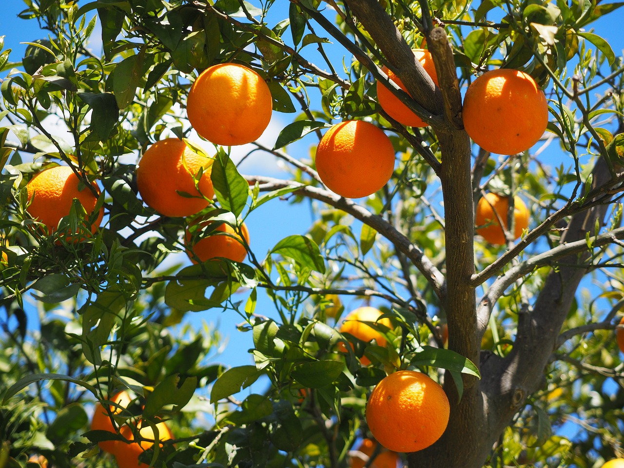 In Spagna un impianto fotovoltaico mette a rischio 126.000 alberi di agrumi