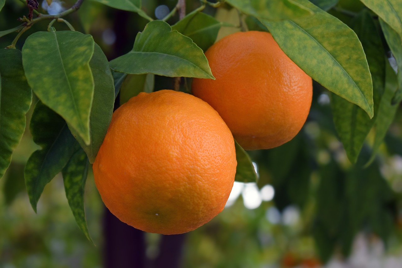 Gli agrumicoltori americani applaudono i finanziamenti per la ricerca sulle malattie del settore