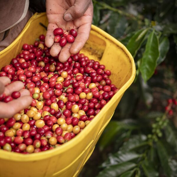 Caffè: il Vietnam punta a un raccolto in crescita nel 2025/26, ma i prezzi interni calano