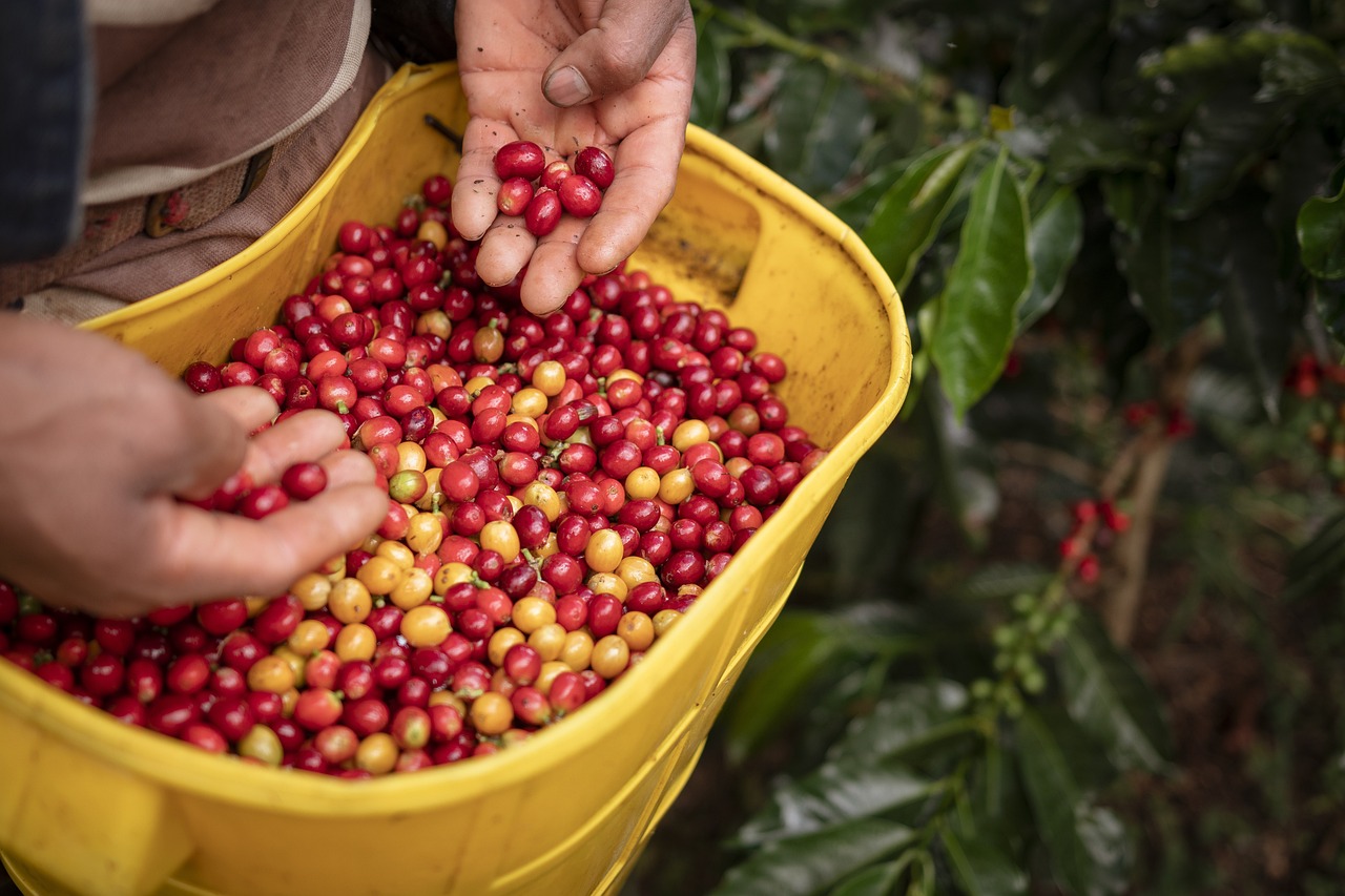 Ottimismo sul prossimo raccolto di caffè brasiliano