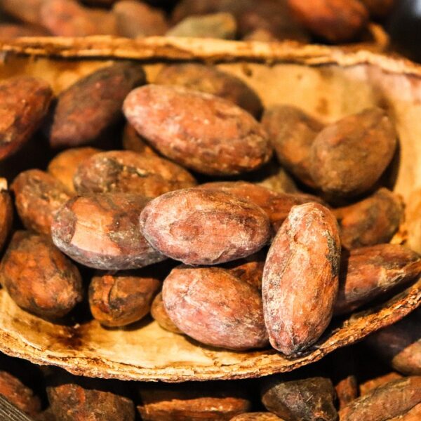 Il Ghana prevede un calo nella produzione di cacao a causa del maltempo e delle malattie