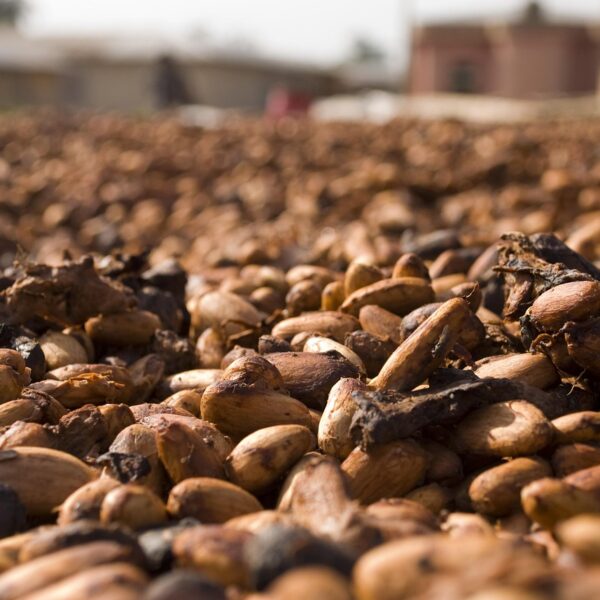 In estate i prezzi del cacao potrebbero scendere