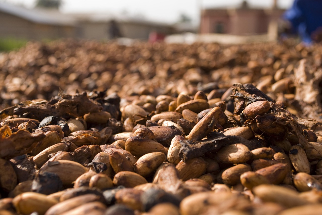 Madagascar, boom del cacao: esportazioni record e superamento della vaniglia