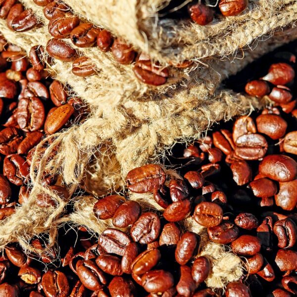 Il raccolto di caffè di Cooxupé raggiunge in media il 10% delle superfici coltivate