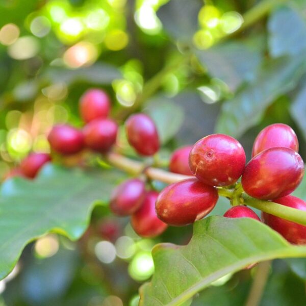 Robusta Vietnam: la scalata al mercato globale